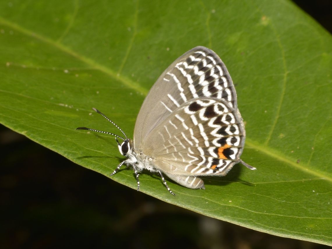 Cerulean - Jamides philatus osias  Butterfly,Callao Cave,Fall,Geotagged,Jamides philatus osias,Philippines,Tuguegarao