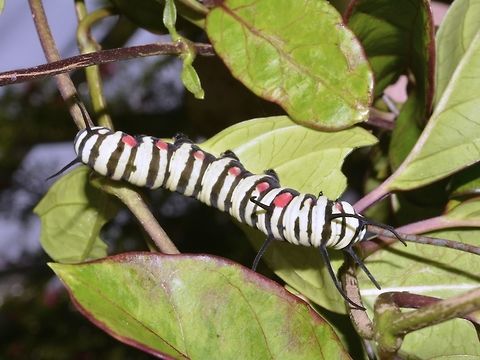 Caterpillar of Tree Nymph Caterpillar of Tree Nymph, also known as Paper Kite - Idea leuconoe Clipper,Geotagged,Idea leuconoe,Malaysia,Paper Kite,Parthenos sylvia,Penang,Winter