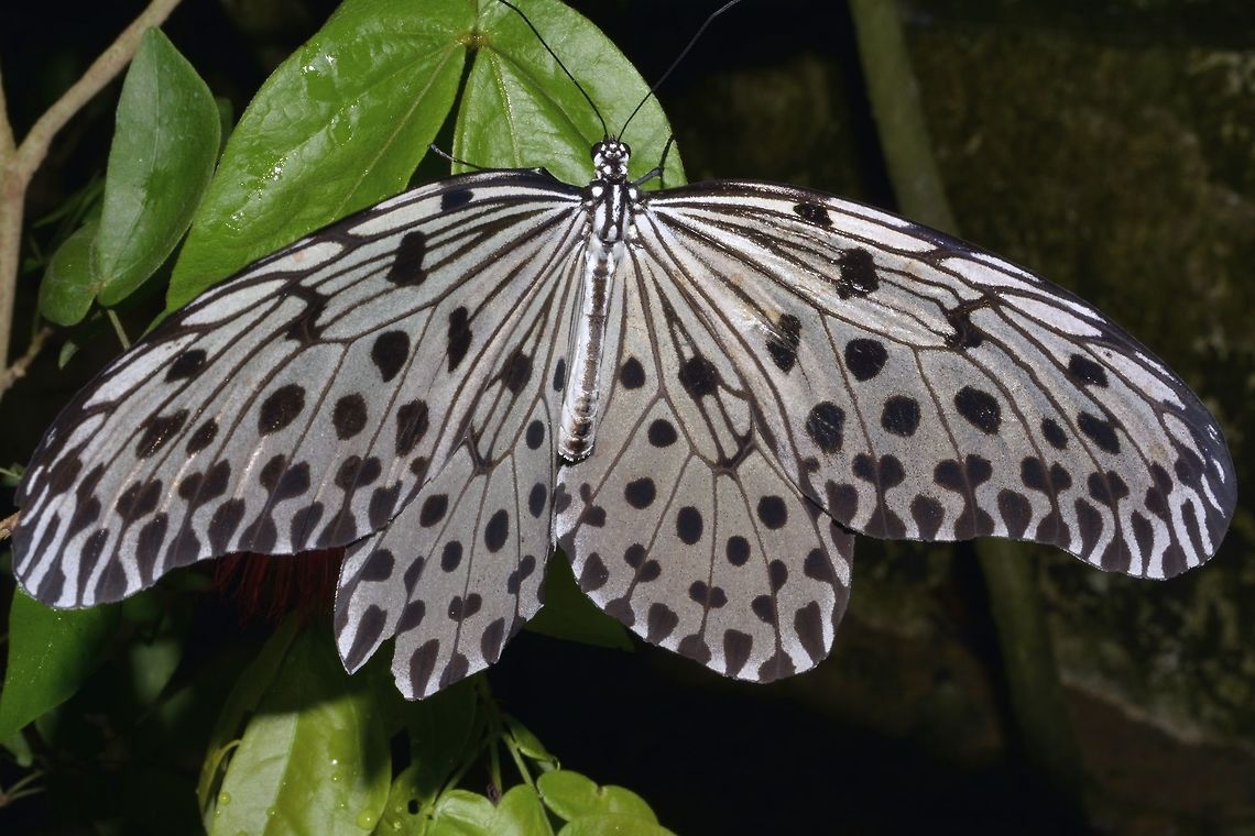 Paper Kite/Tree Nymph - Idea leuconoe  Butterfly,Geotagged,Idea leuconoe,Malaysia,Paper Kite,Penang,Winter
