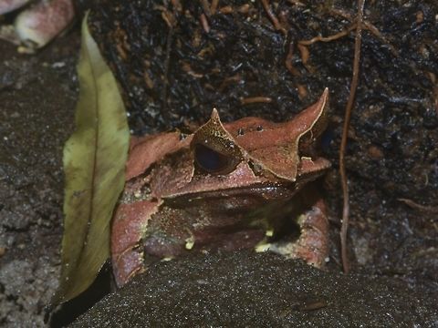 Malayan Horned Frog - Pelobatrachus nasutus  Frog,Geotagged,Long-nosed horned frog,Malayan Horned Frog,Malaysia,Pelobatrachus nasutus,Penang,Winter