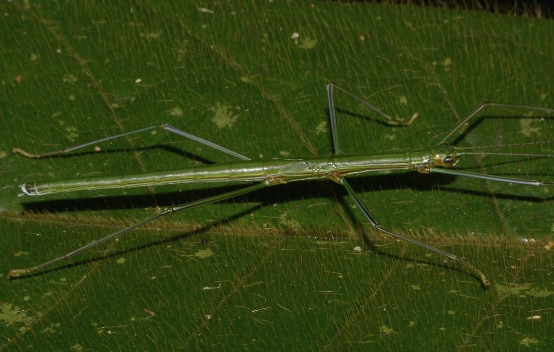 Stick Insect, Phasmid This is a nymph of Phasmid of the species Necroscia inflata. Geotagged,Malaysia,Necroscia inflata,Penang,Phasmid,Stick Insect,Winter