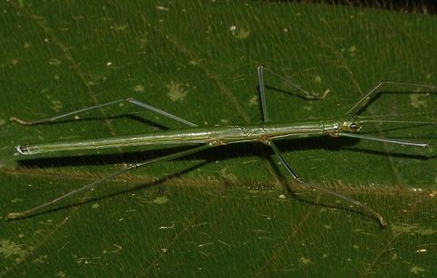Stick Insect, Phasmid This is a nymph of Phasmid of the species Necroscia inflata. Geotagged,Malaysia,Necroscia inflata,Penang,Phasmid,Stick Insect,Winter