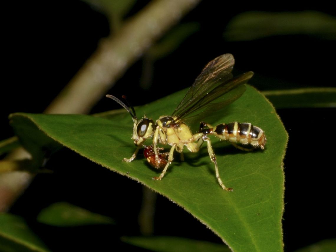 Wasp feeding on Beetle  Geotagged,Malaysia,Penang,Wasp,Winter