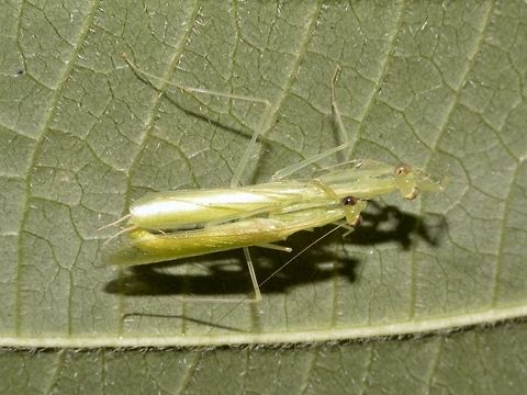 Tiny Mantis Couple This pair of Praying Mantis are very small in size, the larger female is around 4cm. Geotagged,Malaysia,Mantis,Penang,Praying Mantis,Winter