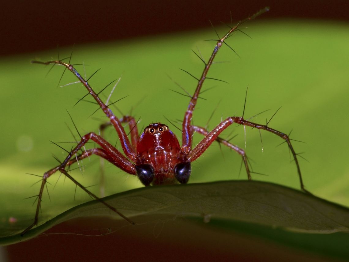 Lynx Spider - Oxyopes macilentus This Lynx Spider - Oxyopes macilentus was seen at Bukit Nanas Forest Reserve/Eco Park, at the heart of Kuala Lumpur City Center. Geotagged,Kuala Lumpur,Lynx Spider,Malaysia,Oxyopes macilentus,Spider,Winter