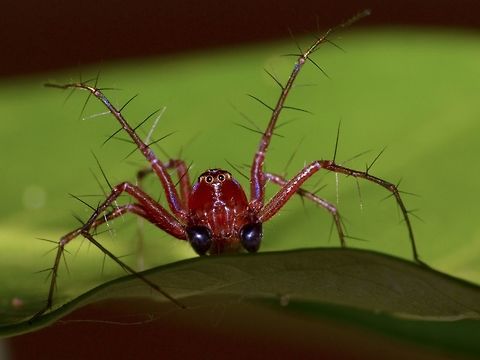 Lynx Spider - Oxyopes macilentus This Lynx Spider - Oxyopes macilentus was seen at Bukit Nanas Forest Reserve/Eco Park, at the heart of Kuala Lumpur City Center. Geotagged,Kuala Lumpur,Lynx Spider,Malaysia,Oxyopes macilentus,Spider,Winter