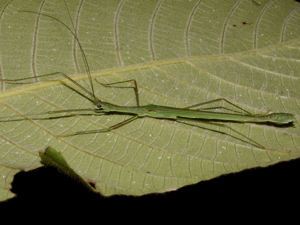 Stick Insect, Phasmid This is a male Phasmid of the species Necroscia inflata.<br />
They have full wings and is capable of short flights. Geotagged,Malaysia,Necroscia inflata,Penang,Phasmid,Stick Insect,Winter