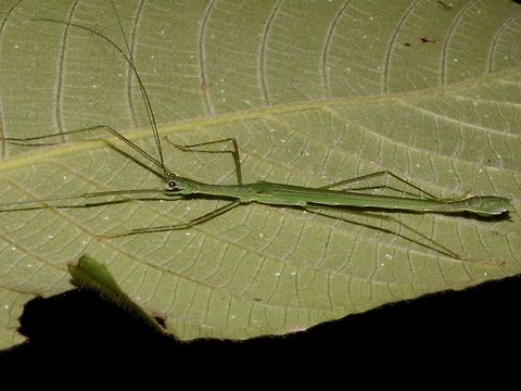 Stick Insect, Phasmid This is a male Phasmid of the species Necroscia inflata.
They have full wings and is capable of short flights. Geotagged,Malaysia,Necroscia inflata,Penang,Phasmid,Stick Insect,Winter