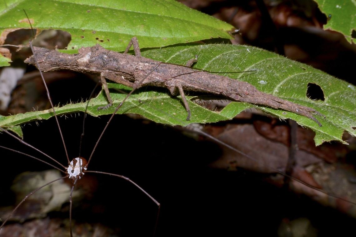 Stick Insect, Phasmid This is a female Phasmid of the species - Orestes draegeri.<br />
<br />
I found it in a forested area just a few hundreds meters behind my family&#039;s flat in Penang.<br />
There is only one species placed under the genus Orestes.<br />
<br />
This species is interesting as they have been found to be Parthenogenetic, only females among them, especially for those known from Penang and some parts of Peninsular Malaysia.<br />
<br />
However, in recent years, an expedition group found another population from Thailand that is sexual.<br />
I believe there is a study into their DNA to compare the different populations to see how they have evolved over the years in parthenogenesis and in sexual breed.<br />
 Geotagged,Malaysia,Orestes draegerii,Penang,Phasmid,Stick Insect,Winter