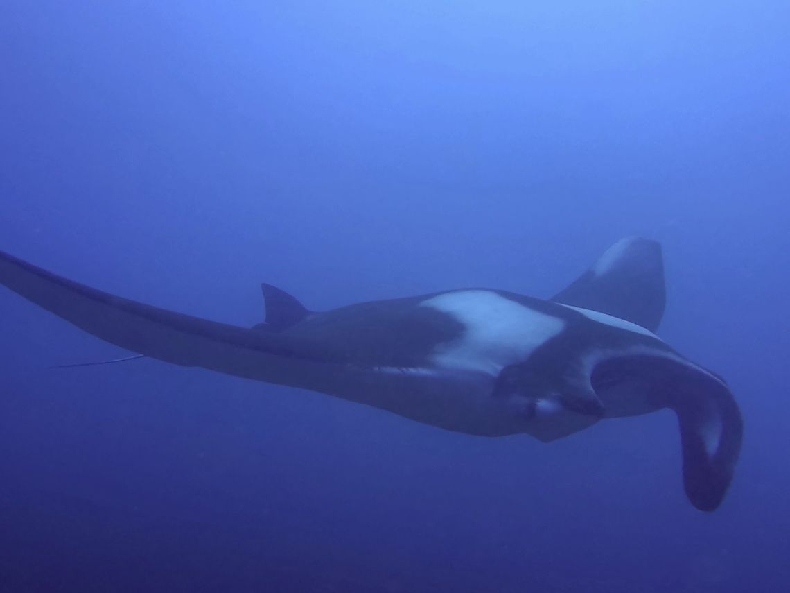 Pelagic/Oceanic Manta Ray This Pelagic/Oceanic Manta -  Manta birostris is the biggest among all the Ray family.  They can grow up to 7 meters wingspan!  This one was probably around 5-6 meters.<br />
<br />
As their name imply, they are oceanic in nature, meaning they don't tend to hang around the reef on a regular basis, like the Reef Manta - Manta alfredi.  Therefore, they are not as reliable seen like Reef Mantas except for a few locations i.e. Socorro, Mexico and in this case, Malapascua, Philippines.<br />
<br />
In Malapascua, Philippines, they have been known to visit the cleaning station, seasonally.  That means they are not see the whole year round, possibly due to their migration.  When they showed up at the cleaning station, they tends to stay for a few weeks before disappearing.  Some of them have been seen to return for several years, this can be determined by their IDs (spots on their belly).  This particular one has a damaged cephalic fins/lobes.  They uses this cephalic fins/lobes to channel water into the large, forward-pointing, rectangular mouth when it is feeding.  They are filter feeders, and feeds on tiny planktons. Cebu,Geotagged,Giant oceanic manta ray,Malapascua,Manta,Manta Ray,Manta birostris,Mobula birostris,Philippines,Spring