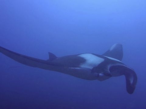 Pelagic/Oceanic Manta Ray This Pelagic/Oceanic Manta -  Manta birostris is the biggest among all the Ray family.  They can grow up to 7 meters wingspan!  This one was probably around 5-6 meters.

As their name imply, they are oceanic in nature, meaning they don't tend to hang around the reef on a regular basis, like the Reef Manta - Manta alfredi.  Therefore, they are not as reliable seen like Reef Mantas except for a few locations i.e. Socorro, Mexico and in this case, Malapascua, Philippines.

In Malapascua, Philippines, they have been known to visit the cleaning station, seasonally.  That means they are not see the whole year round, possibly due to their migration.  When they showed up at the cleaning station, they tends to stay for a few weeks before disappearing.  Some of them have been seen to return for several years, this can be determined by their IDs (spots on their belly).  This particular one has a damaged cephalic fins/lobes.  They uses this cephalic fins/lobes to channel water into the large, forward-pointing, rectangular mouth when it is feeding.  They are filter feeders, and feeds on tiny planktons. Cebu,Geotagged,Giant oceanic manta ray,Malapascua,Manta,Manta Ray,Manta birostris,Mobula birostris,Philippines,Spring