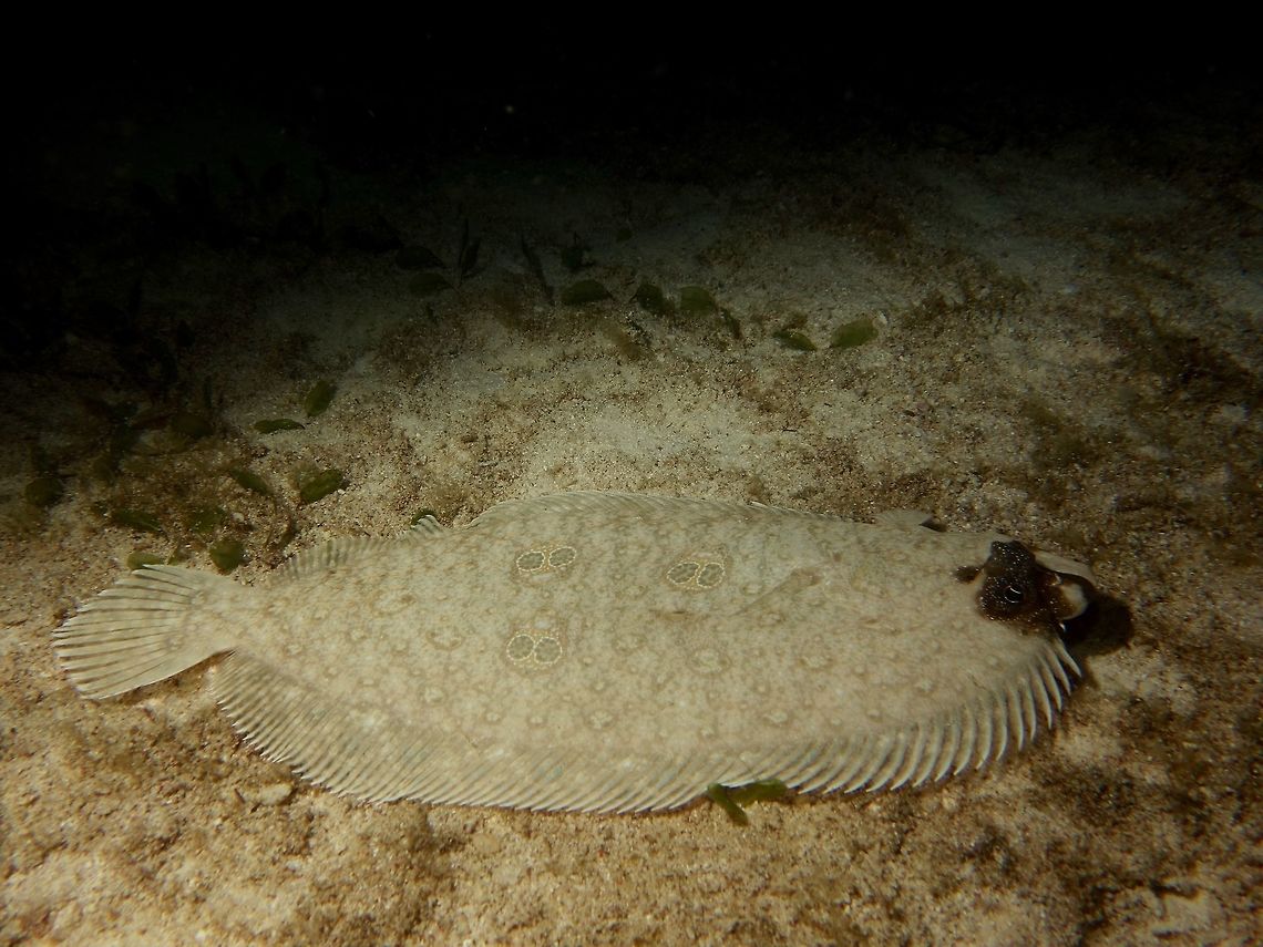 Occelated Flounder - Pseudorhombus dupliciocellatus  Fish,Flouder,Geotagged,Ocellated flounder,Philippines,Pseudorhombus dupliciocellatus,Spring,malapascua