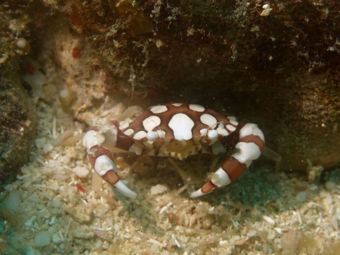 Harlequin Crab - Lissocarcinus laevis Small in size, this Harlequin Crab - Lissocarcinus laevis is around 2 cm carapace size has reddish shell with white spots. Crab,Geotagged,Harlequin Crab,Harlequin crab,Lissocarcinus laevis,Malapascua,Philippines,Spring,cebu