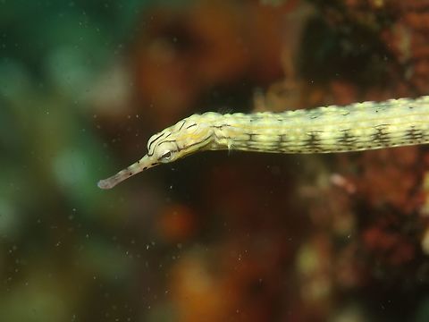 Network Pipefish - Corythoichthys flavofasciatus  Corythoichthys flavofasciatus,Geotagged,Network Pipefish,Philippines,Pipefish,Spring,cebu,moal-boal