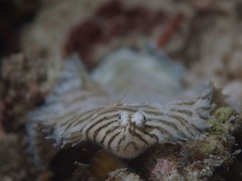 Banded Sole - Soleichthys heterorhinos This Banded Sole - Soleichthys heterorhinos, like all Sole/Flounders that are flat-fishes, started off like all other regular fishes with eyes on their sides and as they grow, their body shape flattened and their eyes 'moves' to the top of the head. Banded Sole,Fish,Geotagged,Moal-Boal,Philippines,Sole,Soleichthys heterorhinos,Spring,cebu