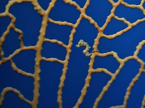 I'm part of the Seafan! This juvenile Denise Pygmy Seahorse -  Hippocampus denise is very tiny and slender, making it camouflage well among the Seafan host. Denises pygmy seahorse,Geotagged,Hippocampus denise,Philippines,Pygmy,Pygmy Seahorse,Seahorse,Spring,cebu,moal-boal