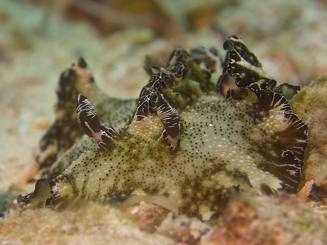 Nudibranch - Discodoris boholiensis  Bohol discodoris,Discodoris boholiensis,Geotagged,Malapascua,Nudibranch,Philippines,Spring,cebu