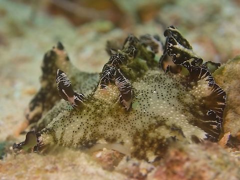 Nudibranch - Discodoris boholiensis  Bohol discodoris,Discodoris boholiensis,Geotagged,Malapascua,Nudibranch,Philippines,Spring,cebu