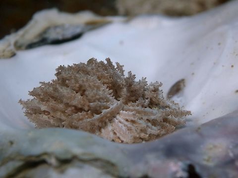 Phyllodesmium crypticum