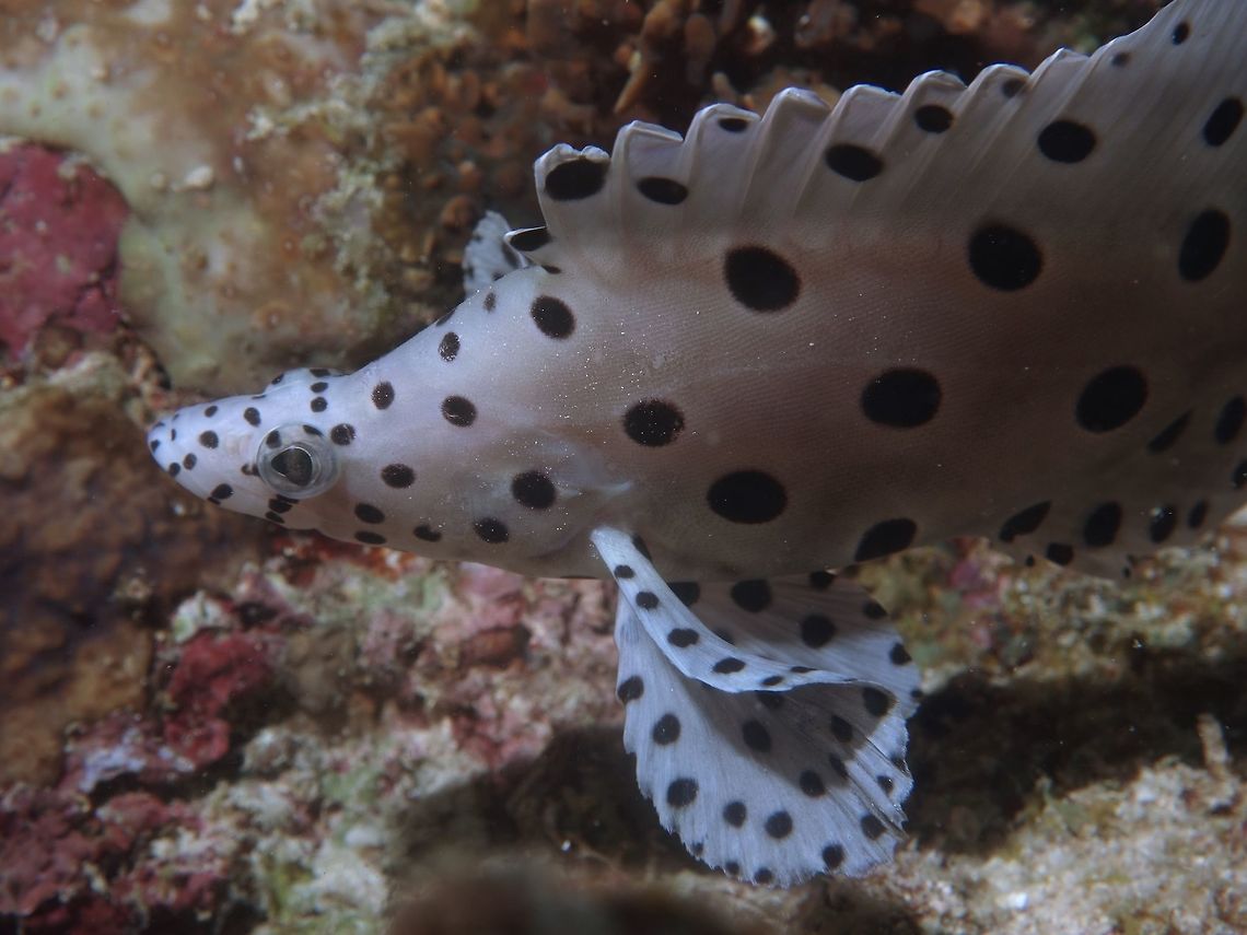 Barramundi Cod This Barramundi Cod - Cromileptes altivelis is also known as Humpback Grouper, easily identified with its all white body with black spots all over.<br />
<br />
They are naturally, rare and highly sought after, both in the aquarium trade and also for the seafood trade, commanding very high price as its flesh is very tasty and sweet. Barramundi,Barramundi Cod,Cod,Cromileptes altivelis,Fish,Geotagged,Grouper,Humpback Grouper,Philippines,Spring,cebu,moal-boal