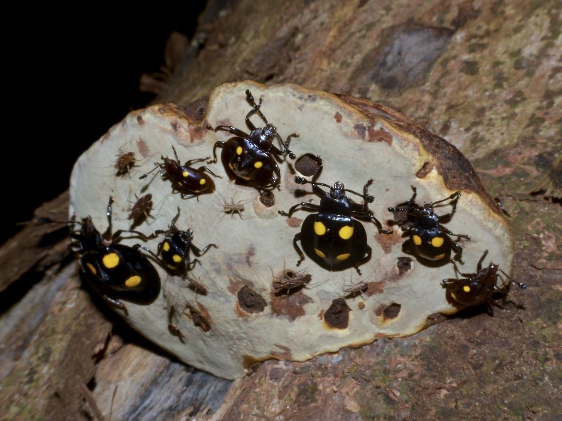 Handsome Fungus Beetle feasting on Fungus  Beetle,Eumorphus quadriguttatus,Four spotted handsome fungus beetle,Fungus Beetle,Geotagged,Malaysia,Tapah,Winter