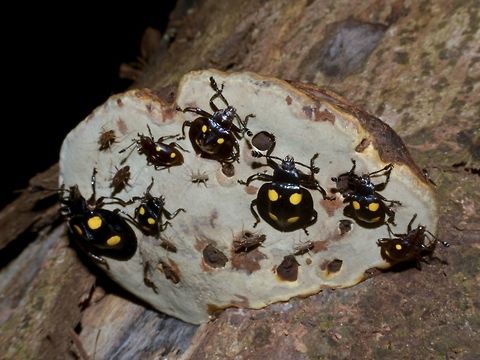 Handsome Fungus Beetle feasting on Fungus  Beetle,Eumorphus quadriguttatus,Four spotted handsome fungus beetle,Fungus Beetle,Geotagged,Malaysia,Tapah,Winter