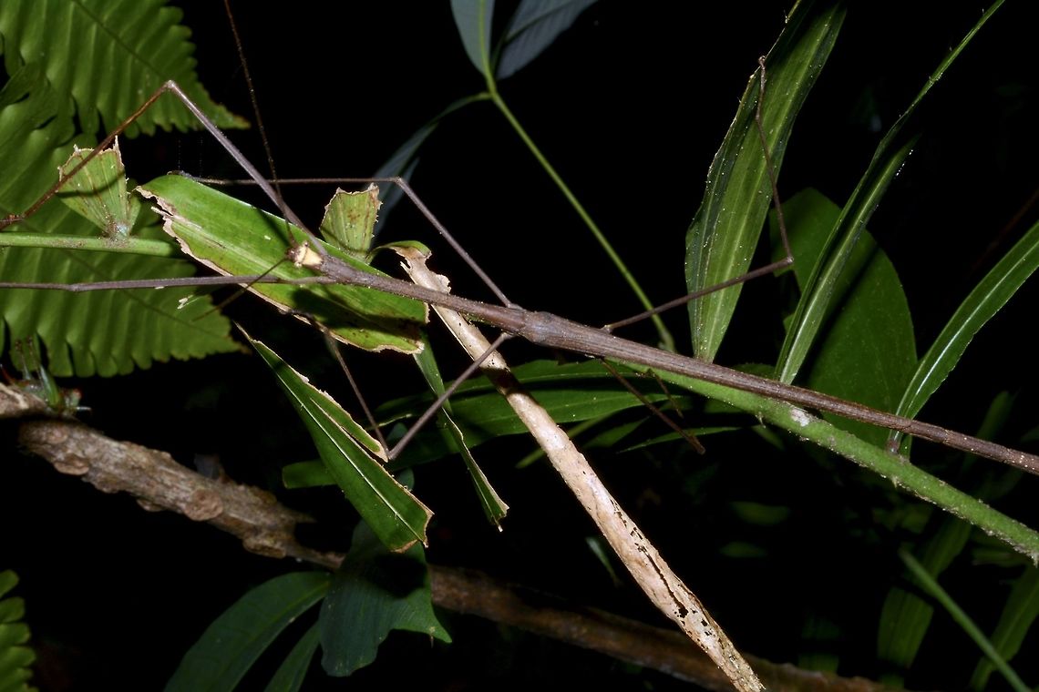 Stick Insect, Phasmid This is a male Phasmid of the species Diardia diardi. Diardia diardi,Geotagged,Malaysia,Phasmid,Stick Insect,Tapah,Winter,perak