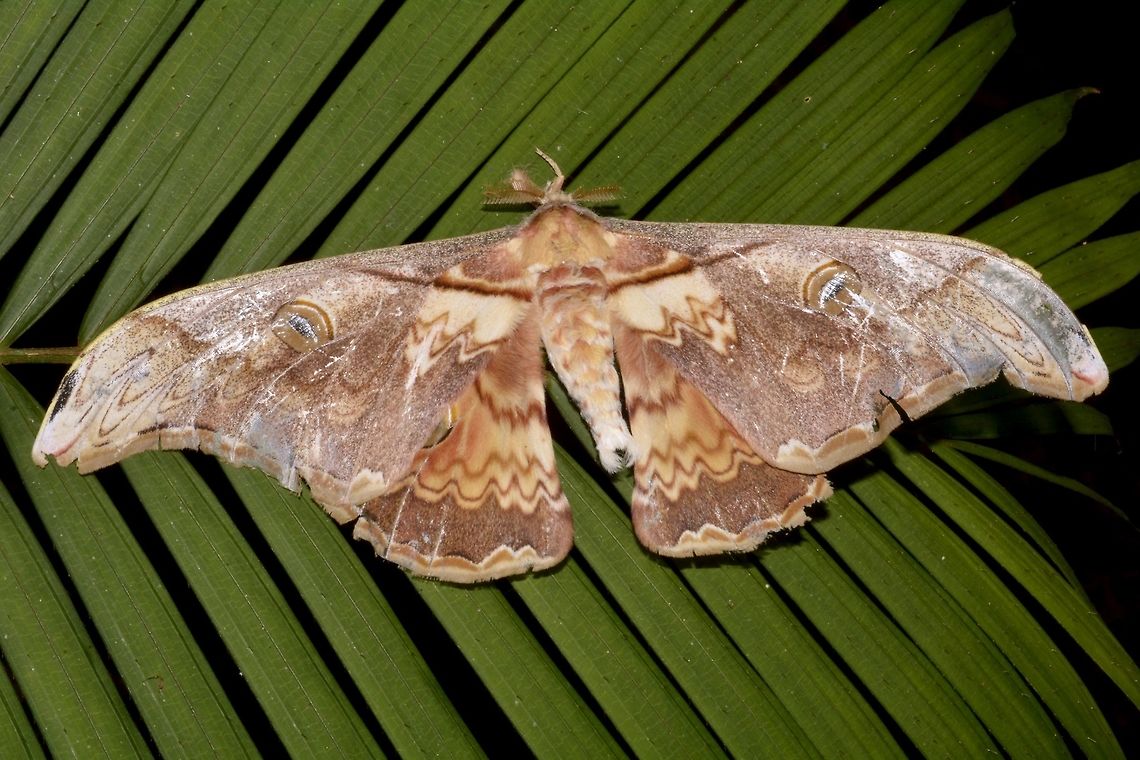 Dead Moth Saw this Moth, dead on the forest floor, placed it on the palm leafs for better picture. Cameron Highland,Geotagged,Malaysia,Moth,Saturnia thibeta,Winter,perak
