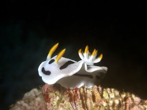 Nudibranch - Chromodoris alcalai  Anilao,Batangas,Chromodoris alcalai,Geotagged,Nudibranch,Philippines,Winter