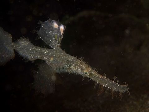 Roughsnout Ghostpipefish - Solenostomus_paegnius This Roughsnout Ghostpipefish - Solenostomus_paegnius are usually found in pairs among sea weeds, algae and other substrates, floating around like dead leafs. They are mostly grey to brown colours and shades in between and have heavy appendages on their snout, hence its name. Anilao,Batangas,Geotagged,Ghostpipefish,Philippines,Roughtsnout Ghostpipefish,Solenostomus paegnius,Winter