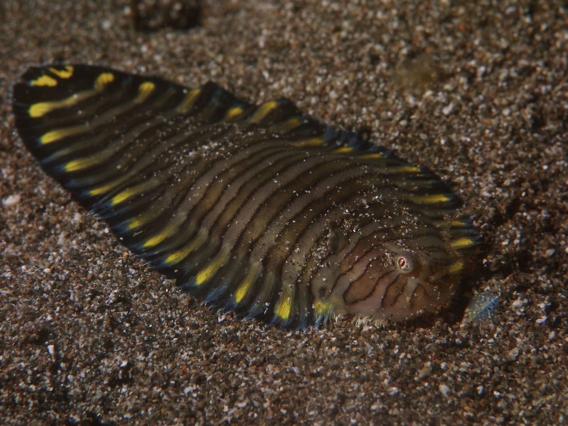 Spotted-tail Sole - Zebrias fasciatus  Anilao,Batangas,Fish,Geotagged,Philippines,Sole,Spotted Tail Sole,Winter,Zebrias fasciatus