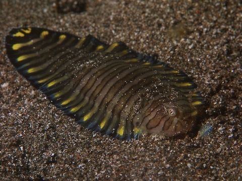 Spotted-tail Sole - Zebrias fasciatus  Anilao,Batangas,Fish,Geotagged,Philippines,Sole,Spotted Tail Sole,Winter,Zebrias fasciatus