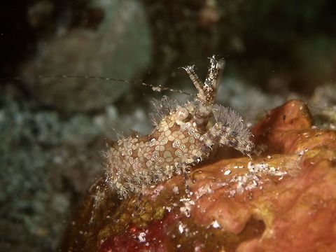 Marbled Shrimp - Saron sp  Anilao,Batangas,Geotagged,Marbled Shrimp,Philippines,Saron,Saron sp,Shrimp,Winter