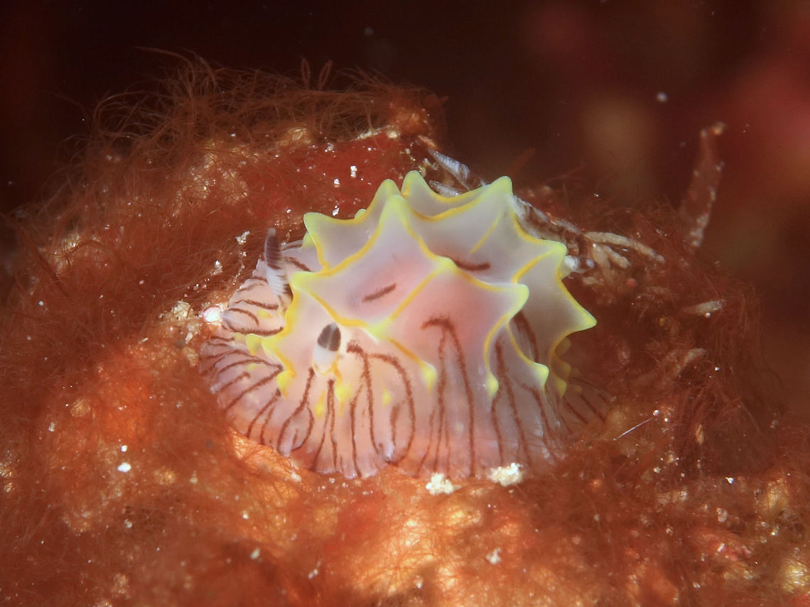 Elegant Halgerda Nudibranch - Halgerda elegans  Anilao,Batangas,Geotagged,Halgerda elegans,Nudibranch,Philippines,Winter