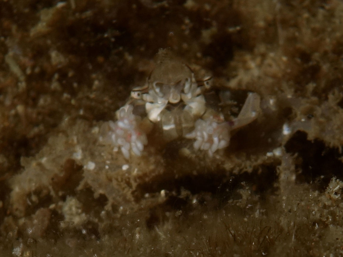 Boxer Crab - Lybia caestifera This Boxer Crab - Lybia caestifera is small in size and colouration is well camouflaged with its surrounding, making it difficult to get very good picture with compact camera. Like all species of Boxer Crab, also known as Pom-Pom Crab, they carry Anemone on its claw as defensive mechanism and the Anemone benefits from scraps of food the Crab feeds on.<br />
<br />
Picture is highly cropped. Anilao,Batangas,Boxer Crab,Crab,Geotagged,Lybia caestifera,Philippines,Winter