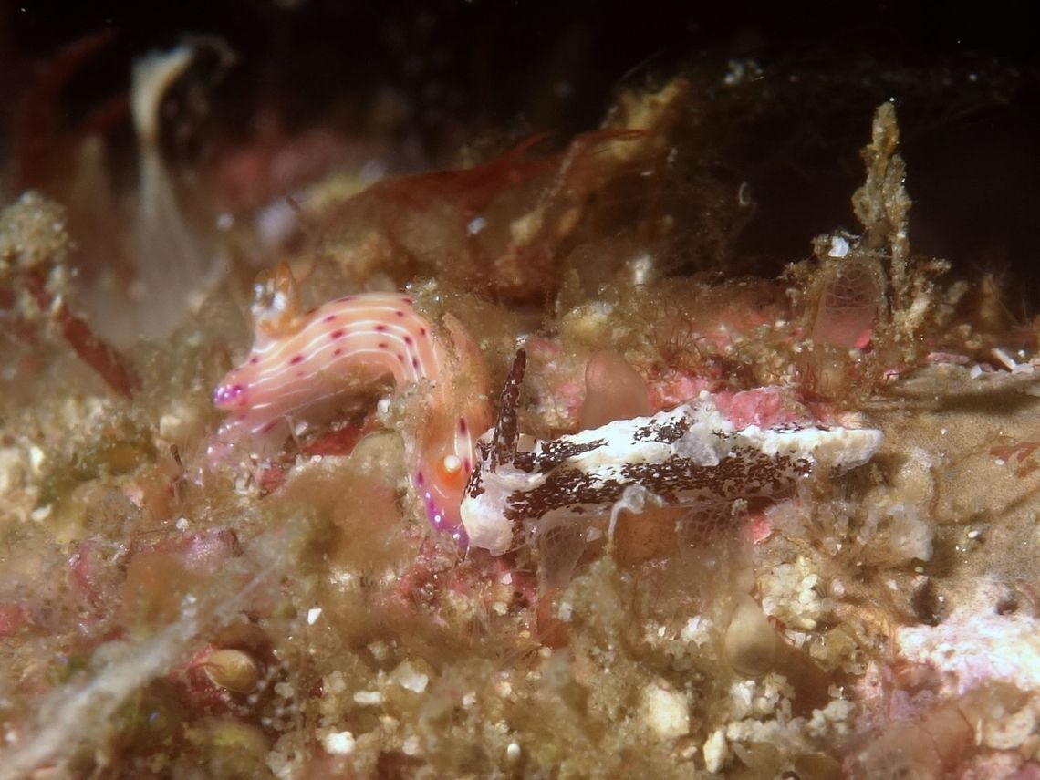 Goniodoridella sp Nudibranch This tiny Goniodoridella sp Nudibranch is around 4-5 mm in size.<br />
It is still an undescribed species.<br />
<br />
There are 2 Nudibranch in the picture, the Goniodoridella sp refers to the white/black Nudibranch. Anilao,Batangas,Geotagged,Goniodoridella,Goniodoridella sp,Nudibranch,Philippines,Winter