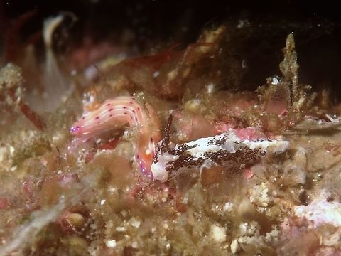 Goniodoridella sp Nudibranch This tiny Goniodoridella sp Nudibranch is around 4-5 mm in size.
It is still an undescribed species.

There are 2 Nudibranch in the picture, the Goniodoridella sp refers to the white/black Nudibranch. Anilao,Batangas,Geotagged,Goniodoridella,Goniodoridella sp,Nudibranch,Philippines,Winter