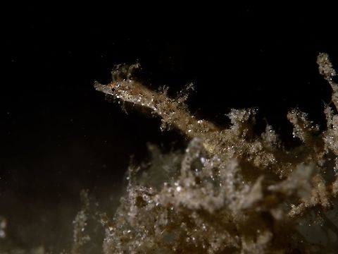 Shortpouch Pygmy Pipehorse