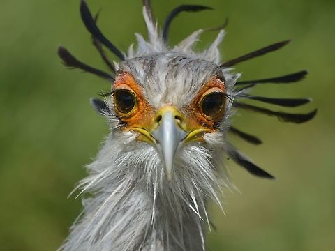 Looking right at you Secretary Bird - Sagittarius serpentarius Bird,Fall,Geotagged,Hluhluwe,KwaZulu Natal,Sagittarius serpentarius,Secretary Bird,South Africa