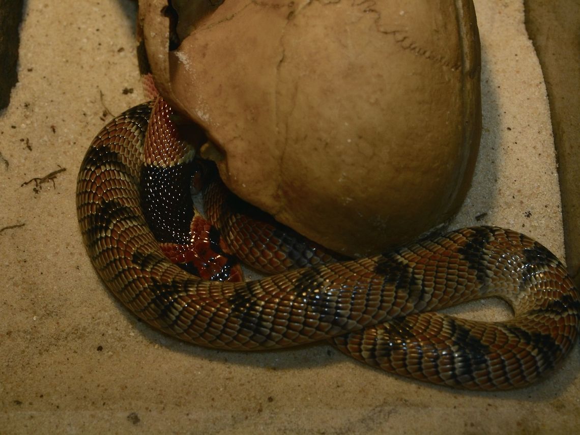 Cape Coral Snake - Aspidelaps lubricus Saw it at Dangerous Creatures exhibit in uShaka Marine World, Durban. Aspidelaps lubricus,Cape coral snake,Durban,Geotagged,South Africa,Summer
