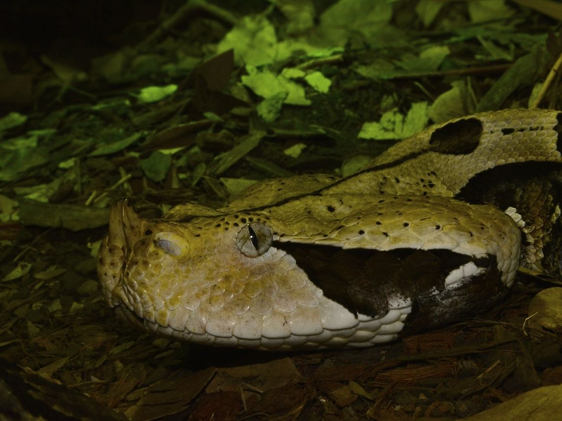 Rhinoceros Viper - Bitis nasicornis Saw this Rhinoceros Viper - Bitis nasicornis at Dangerous Creatures exhibit in uShaka Marine World, Durban. Bitis nasicornis,Durban,Geotagged,Rhinoceros Viper,South Africa,Summer,viper