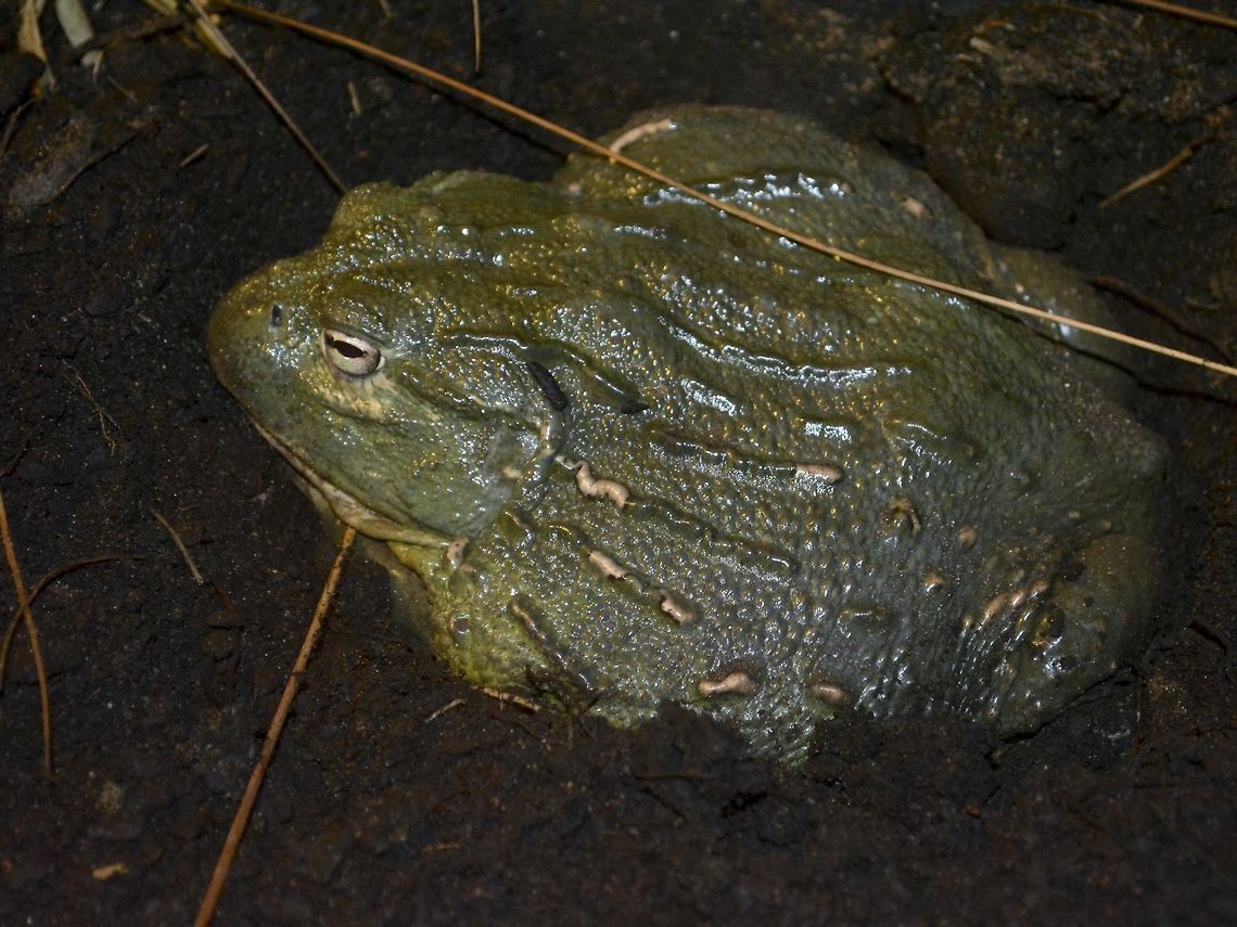Giant/African Bullfrog - Pyxicephalus adspersus Saw this Giant/African Bullfrog - Pyxicephalus adspersus at Dangerous Creatures exhibit in uShaka Marine World, Durban.<br />
<br />
They have the capability to spend several months in cocoon underground. African bullfrog,Bullfrog,Durban,Frog,Geotagged,Giant Bullfrog,Pyxicephalus adspersus,South Africa,Summer