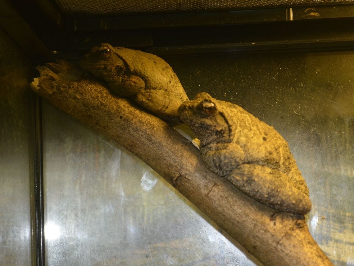 Southern Foam Nest Frog - Chiromantis xerampelina Saw this Southern Foam Nest Frog - Chiromantis xerampelina at Dangerous Creatures exhibit in uShaka Marine World, Durban. Chiromantis xerampelina,Durban,Foam Nest Frog,Frog,Geotagged,Grey foam-nest tree frog,South Africa,Summer