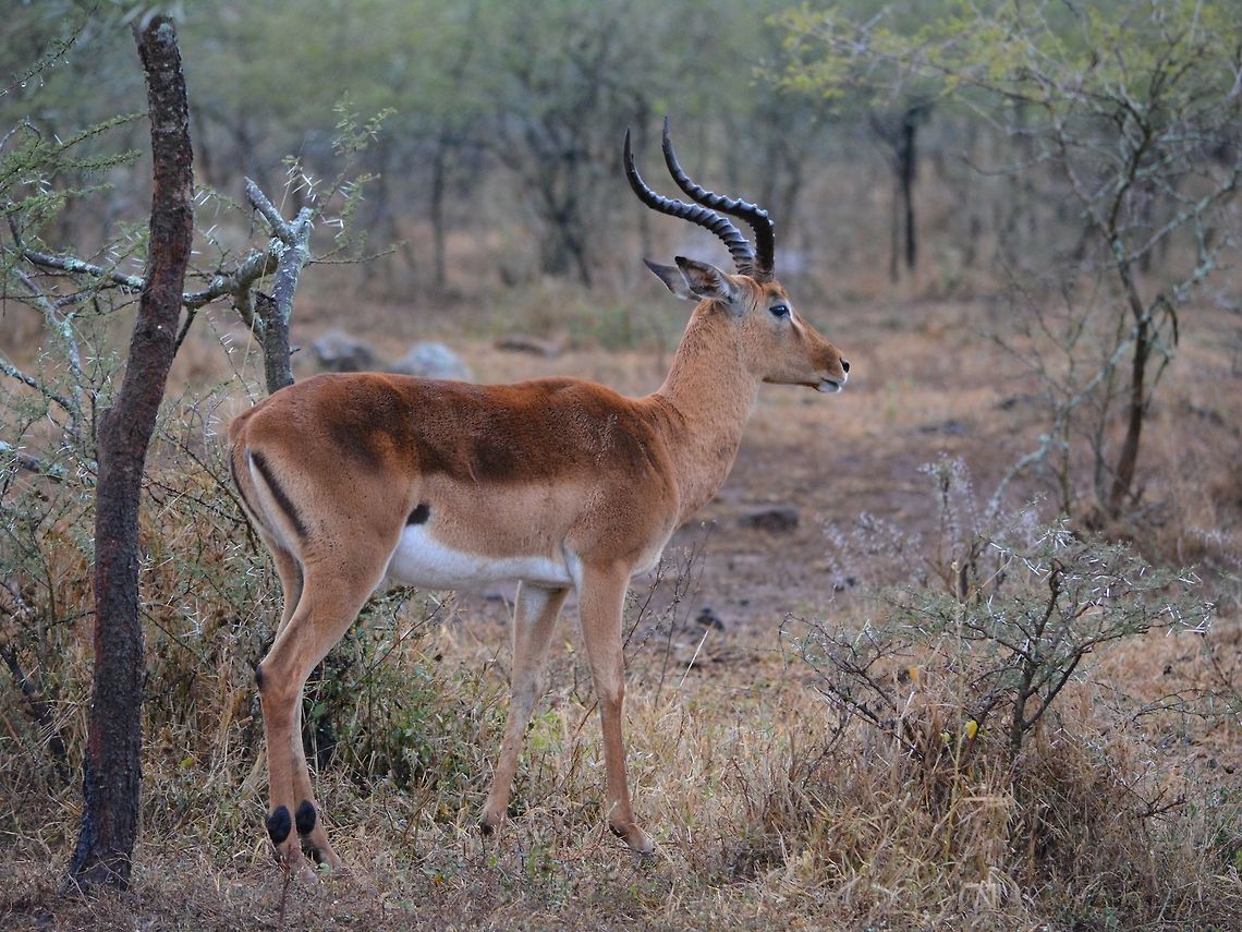 Impala - Aepyceros melampus  Aepyceros melampus,Geotagged,Hluhluwe,Impala,KwaZulu Natal,South Africa,Winter