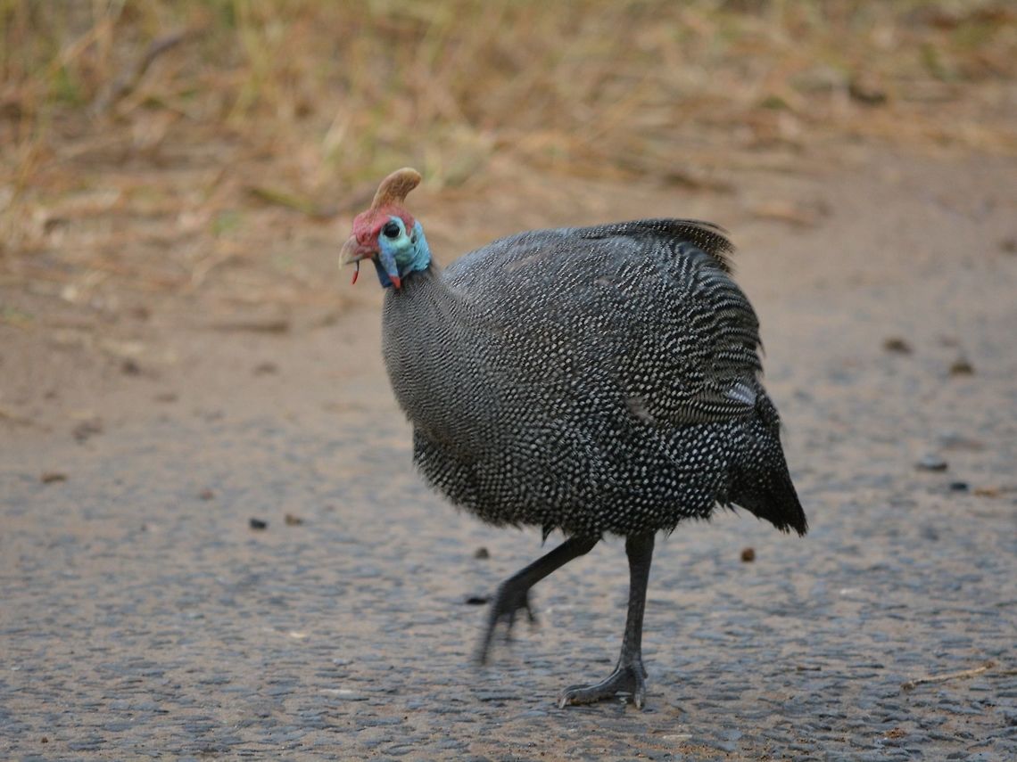 Helmeted Guineafowl - Numida meleagris  Bird,Fowl,Geotagged,Guineafowl,Helmeted Guineafowl,Hluhluwe,KwaZulu Natal,Numida meleagris,South Africa,Winter