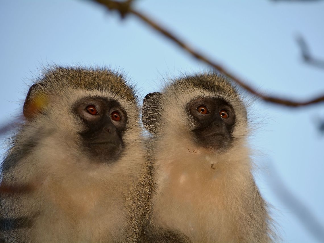 Vervet Monkey - Chlorocebus pygerythrus  Chlorocebus pygerythrus,Geotagged,Hluhluwe,KwaZulu Natal,Monkey,South Africa,Vervet monkey,Winter