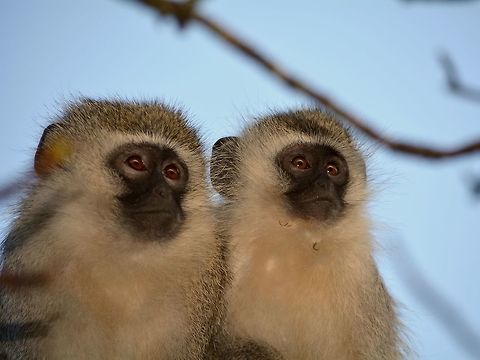 Vervet Monkey - Chlorocebus pygerythrus  Chlorocebus pygerythrus,Geotagged,Hluhluwe,KwaZulu Natal,Monkey,South Africa,Vervet monkey,Winter