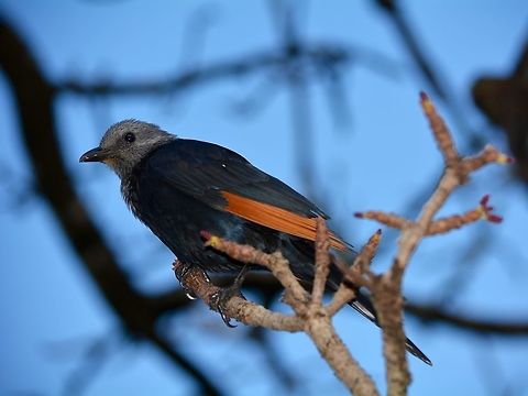 Red-Winged Starling - Onychognathus morio  Bird,Geotagged,Hluhluwe,KwaZulu Natal,Onychognathus morio,Red-winged starling,South Africa,Winter