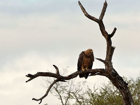 Tawny Eagle - Aquila rapax  Aquila rapax,Bird,Eagle,Geotagged,Hluhluwe,KwaZulu Natal,South Africa,Tawny Eagle,Winter