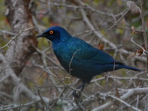 Cape Starling - Lamprotornis nitens  Bird,Cape starling,Geotagged,Hluhluwe,KwaZulu Natal,Lamprotornis nitens,South Africa,Winter